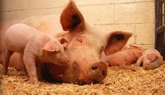 Investigation Begins After Stoke City Player Finds Severed Pig’s Head In Locker
