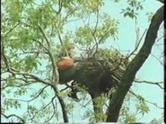 the osprey whisperer of island beach