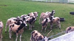 Early American Farm Animals Call Tilly Foster Home