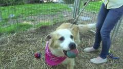 Vote Dog Violet to Your Family, Adopt Today